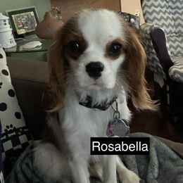 Cavalier King Charles Spaniel All Grown Up from Cozy Cavaliers