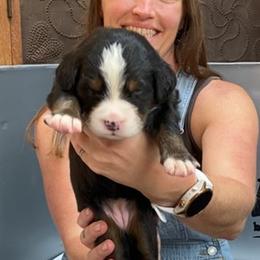 Pink Collar Female - Black rust and white female Bernese Mountain Dog puppy in Bristol, Tennessee from Holston Hollow Farm