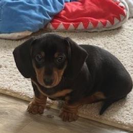 Willy - Black and tan male Dachshund puppy in Wisconsin Dells, Wisconsin from Doxie Acres