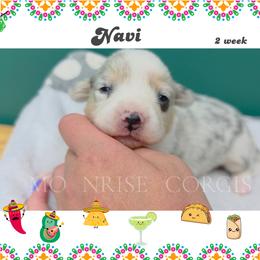 Queso - Blue merle and white female American Corgi puppy in Mansfield, Ohio from Moonrise corgis
