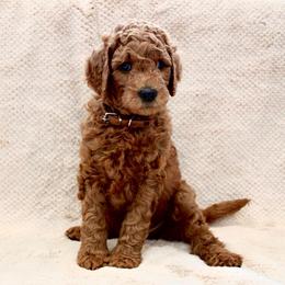 Echo - Red  male Goldendoodle puppy in Payson, Utah from Mountainside Goldendoodle