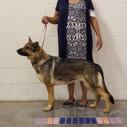 Ima - German Shepherd