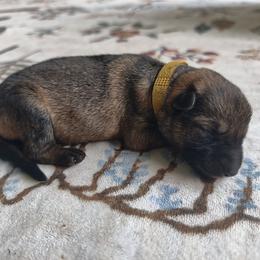 Sunshine - Sable female German Shepherd puppy in Southern Maryland, Maryland from Reddington Shepherds