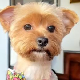 Rosie - Yorkshire Terrier