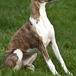Whippet All Grown Up from Timbreblue Whippets