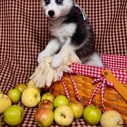 Larimar - Black and white female Pomsky puppy in Troy, Montana from Sun-Kissed Mountain Homestead
