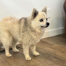Mae - Pomsky