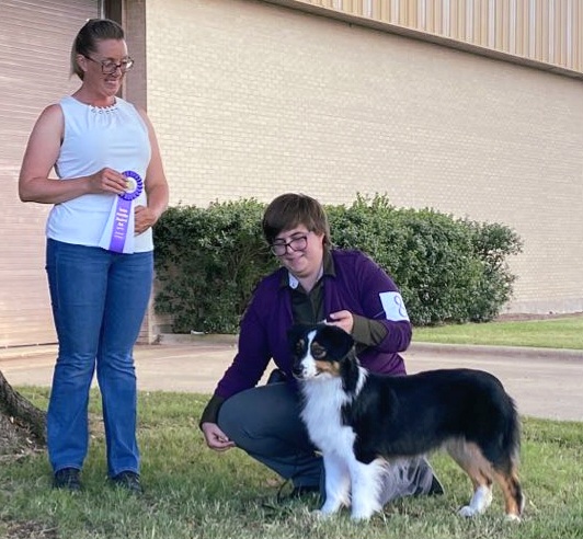 Australian Shepherd and Miniature Australian Shepherd All Grown Up from Ridgestar Aussies