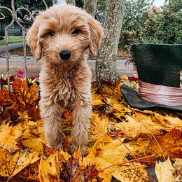 White Rabbit - Cream male Goldendoodle puppy in Everett, Washington from Big Top Doodles
