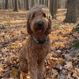 Luna - Goldendoodle