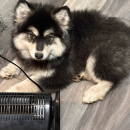 Grey - Pomsky puppy from Southwood Pomskies