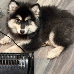 Grey - Pomsky puppy from Southwood Pomskies