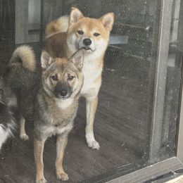 Shiba Inu from SmolBeans Kennel