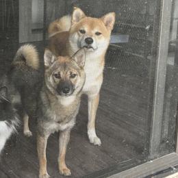 Shiba Inu from SmolBeans Kennel