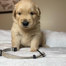Patrick - Golden male Golden Retriever puppy in North Pole, Alaska from Mulberry Retrievers