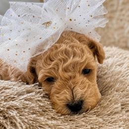 Lily Duke - Apricot female Maltipoo puppy in Greenville, North Carolina from ENC Goldendoodles