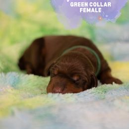Doberman Pinscher Puppies from Rockin K Kennels