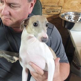 Stormy - Italian Greyhound
