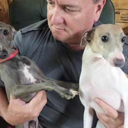 Stormy - Italian Greyhound