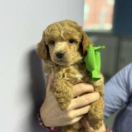 Green Boy - Apricot male Poodle puppy in Edgerton, Wisconsin from ERSA Acres Golden Retrievers...limited registration only offered, AKC Moyen and Miniature Poodles