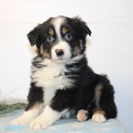 Wyatt - Black tri-color male Australian Shepherd puppy in Honey Brook, Pennsylvania from New Adventures Puppies
