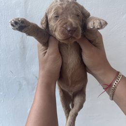 Blue - Cream male Goldendoodle puppy in Miami, Florida from Happy Doods