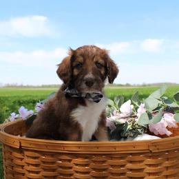 Comet - White and gold male Bordoodle puppy in Ashland, Ohio from Cherry Blossom Doodles