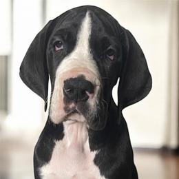 Mantle Female - Mantle female Great Dane puppy in Northeast, Pennsylvania from Bluestone Valley Great Danes