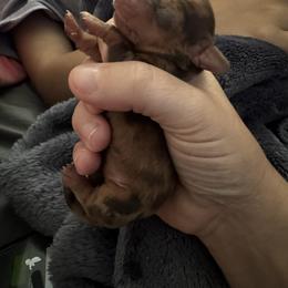 Dachshund Puppies from The Doxie Den