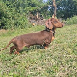 Chile - Dachshund