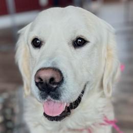 Bailey - Golden Retriever