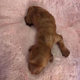 Boy 1 - Dapple male Dachshund puppy in Bristol, Tennessee from It's Mini Wieners Baby