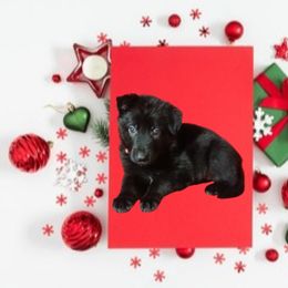 Pink Collar Black Female - German Shepherd puppy from TiPi S Ranch's German Shepherds