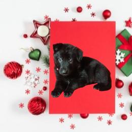 Pink Collar Black Female - German Shepherd puppy from TiPi S Ranch's German Shepherds