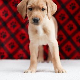 Labrador Retriever Puppies from Sun Ridge Labradors