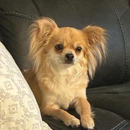 Daisy - Chihuahua
