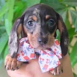 Dachshund puppies from Mimis dainty daxis