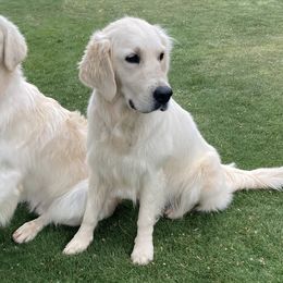Golden Retrievers from Double R Retrievers