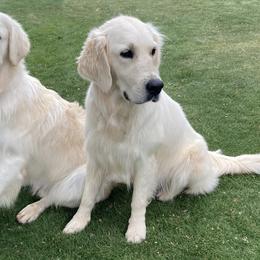 Golden Retrievers from Double R Retrievers