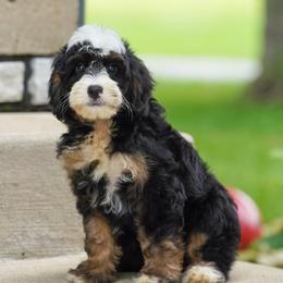 Trouble - Tri-color male Bernedoodle puppy in Dundee, Ohio from Down Home Doodle