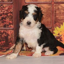 Binx - Tri-color male Bernedoodle puppy in Moulton, Iowa from Shondel Puppy Paws
