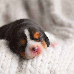 Miles - Black tan and white male Beagle puppy in Caldwell, Ohio from Folklore Kennel