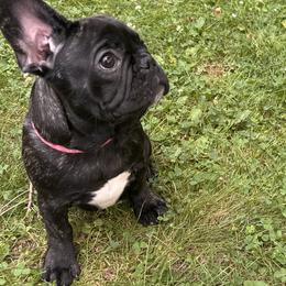 French Bulldog Puppies from King Fam Frenchies