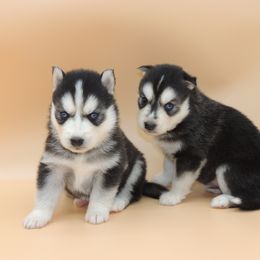 Pomsky and Siberian Husky Puppies from Beastly Beauties Huskies & Pomskies