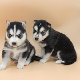 Pomsky and Siberian Husky Puppies from Beastly Beauties Huskies & Pomskies