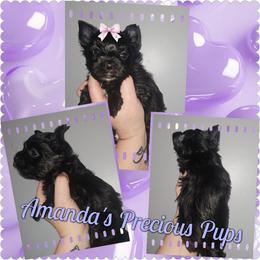 Jetta - Black and tan female Yorkshire Terrier puppy in Wartburg, Tennessee from Amanda's Precious Pups