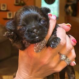 Gator - Sable and white male Shih Tzu puppy in Nekoosa, Wisconsin from Brox Acres House of Fur LLC