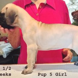Great Dane Puppies from Drogheda Great Danes