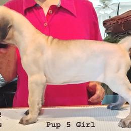 Great Dane Puppies from Drogheda Great Danes