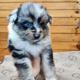 Frankie - Blue merle male Toy Australian Shepherd puppy in Hampton, Tennessee from TC Farms Stock Dogs - Miniature Australian Shepherds
